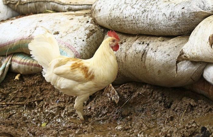 حقيقة مغايرة للواقع... دراسة تكشف مخاطر أكل بيض 'دجاج المنازل'