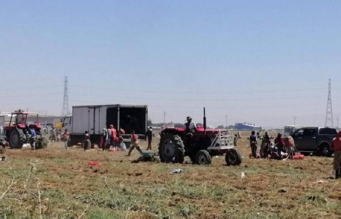 مزارعو البطاطا في عكار: مستمرون في وقف جني المحاصيل