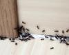 إليكم الحل للتخلص من “نمل البيت” بشكل نهائي!