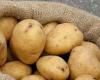 اللقيس: أدعو المصدرين والمزارعين إلى المبادرة فورا لتصدير البطاطا للعراق