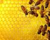 خلال ثوان… الكشف عن إصابات كورونا بواسطة النحل
