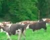 بالفيديو: الأبقار تنفذ “الهروب الكبير” في كندا